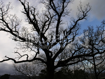 Baum im Winter / Tree in Winter