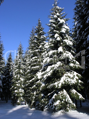 Winterwald / Winter Forest