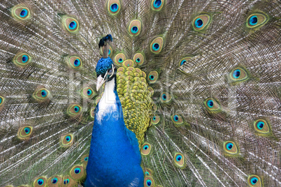 peacock