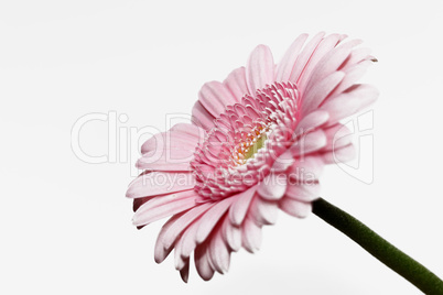 Gerbera