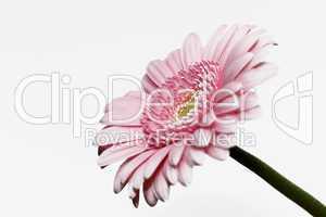 Gerbera