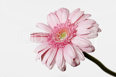 Gerbera