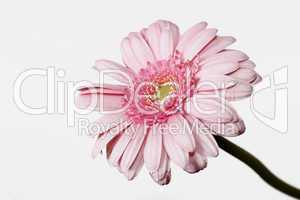 Gerbera