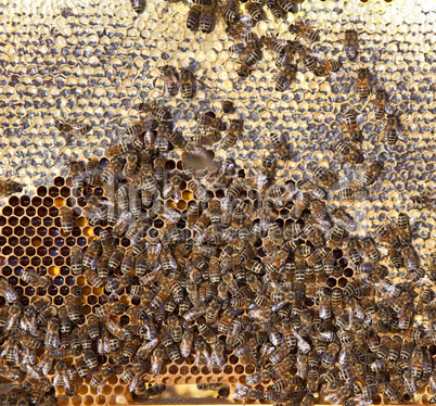 bees