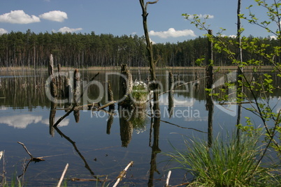 Mühlensee im Müritz-Nationalpark