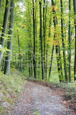 Waldweg