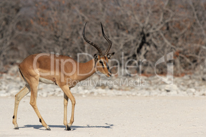 Schwarznasenimpala (Aepyceros melampus petersi)