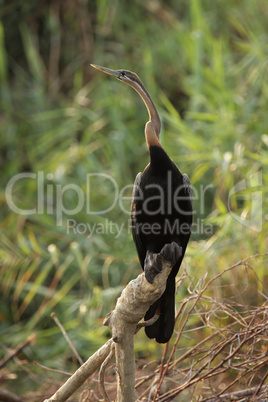 Afrikanischer Schlangenhalsvogel (Anhinga melanogaster rufa)