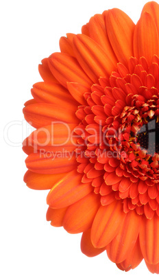 Gerbera