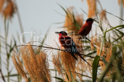 Scharlachspint (Merops nubicoides)