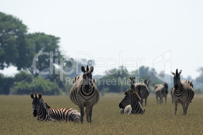 Steppenzebras