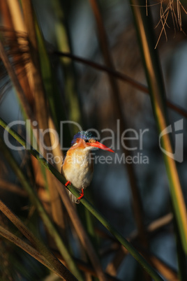 Malachiteisvogel (Alcedo cristata)