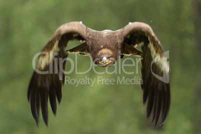 Steinadler (Aquila chrysaetos)