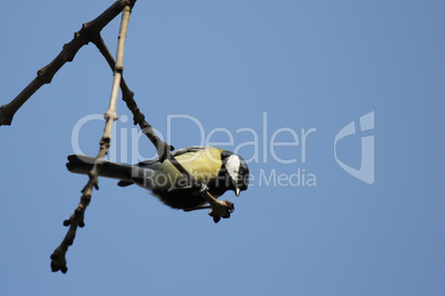 Kohlmeise (Parus major)