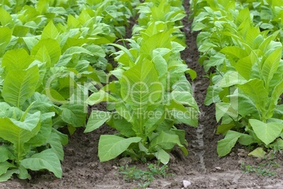 Tabakpflanzen