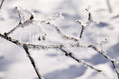 Trees in snow