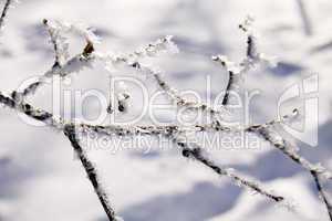 Trees in snow