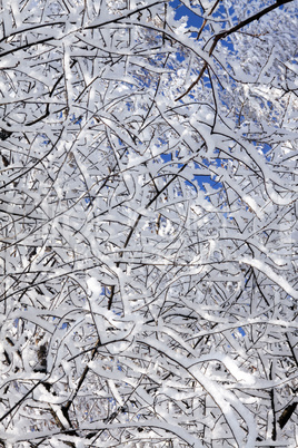 Trees in snow