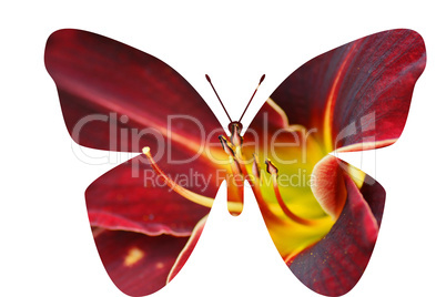 Lilie-Schmetterling