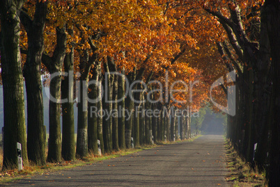 Allee im Herbst - avenue in fall 02