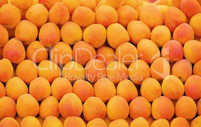Aprikose - apricot 02