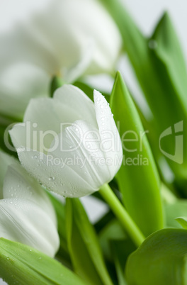 Weiße Tulpen mit Wassertropfen