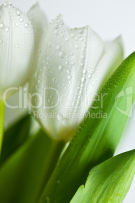 Weiße Tulpen mit Wassertropfen