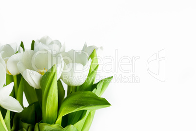 Weiße Tulpen mit Wassertropfen