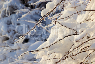 Eiszapfen am Strauch - icicle on bush 02