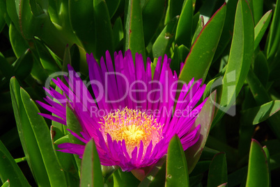 Essbare Mittagsblume - Ice plant 04