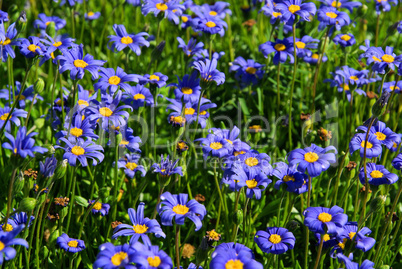 Gartenmargerite - garden marguerite 08