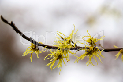 Hamamelis virginiana 06