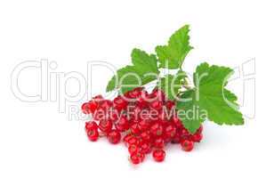 Johannisbeere - currant 30