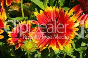 Kokardenblume - blanket flower 01