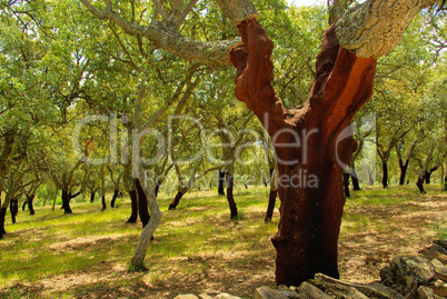Korkeiche - cork oak 54
