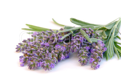 Lavendel freigestellt - lavender isolated 03