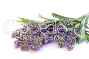 Lavendel freigestellt - lavender isolated 03