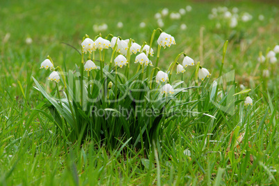 Märzenbecher - wild daffodil 15