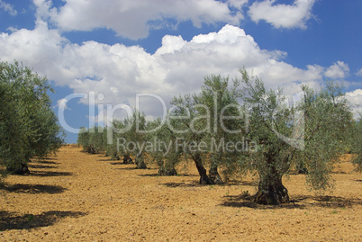 Olivenhain - olive grove 04