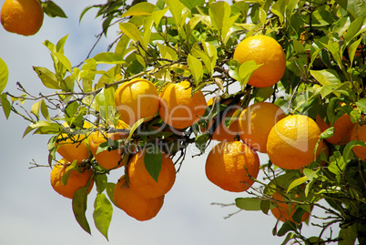 Orange am Baum - orange fruit on tree 02