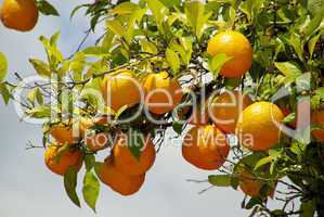 Orange am Baum - orange fruit on tree 02