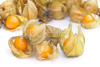 Physalis 13