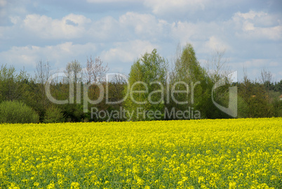 Raps -  Rapeseed 29