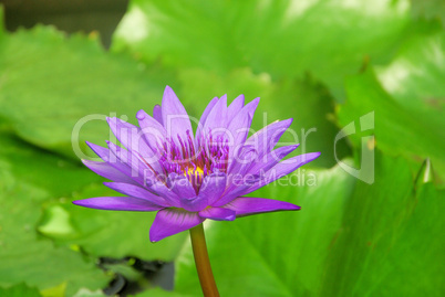 Seerose - water lily 24