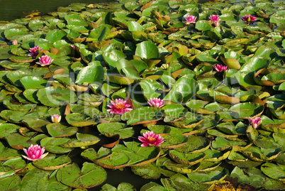 Seerose - water lily 28