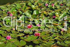 Seerose - water lily 28