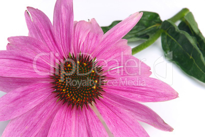 Sonnenhut Purpur - Purple Coneflower 17