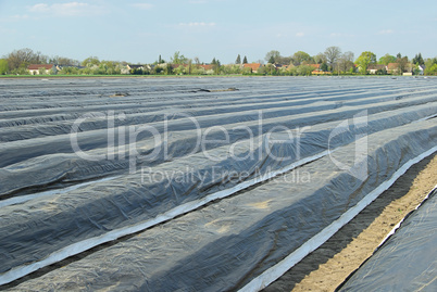 Spargelfeld - asparagus field 06