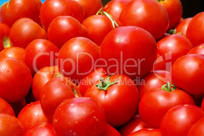 Tomate - tomato 33