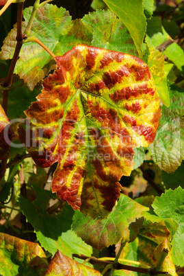 Weinlaub - vine leaves 05